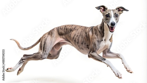 Graceful Whippet Dog Leaping with Exuberant Joy © arri