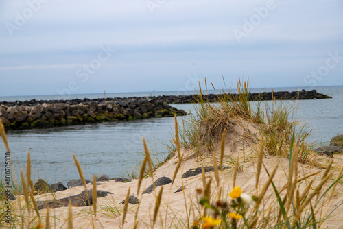 Reed grass in front of a sea driveway