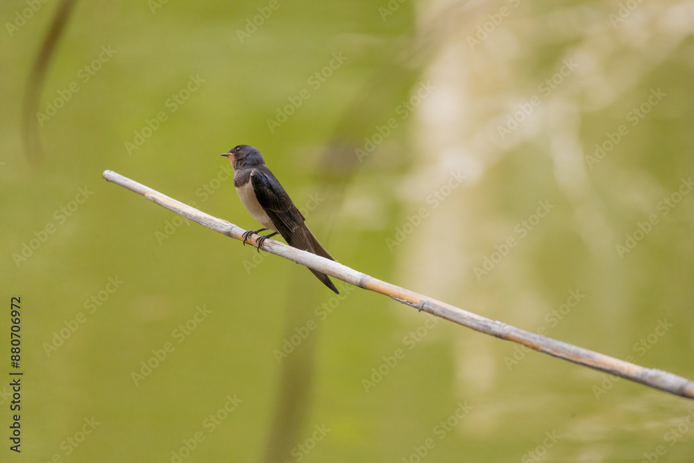 Fototapeta premium swallow, bird, nature, wildlife, animal, green, beak, grass, reed, birds, hummingbird, wild, fauna, blue, tree, branch, yellow, spring, tropical, summer, warbler, small