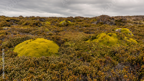 Falkland Islands Flora Low Angle Balsam Bog Cushion Plant Life Plant Close Up Micro Bolax Gummifera. False Plantain Green Environment Natural Landscape Green. Moore’s Plantain. Plantago moorei. photo