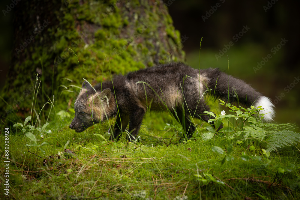 A young fox with grey fur plays in a green forest, blending into the lush surroundings. It pauses, alert and curious, capturing the essence of youthful energy and natural beauty. A young fox with grey fur plays in a green forest, blending into the lush surroundings. It pauses, alert and curious, capturing the essence of youthful energy and natural beauty.