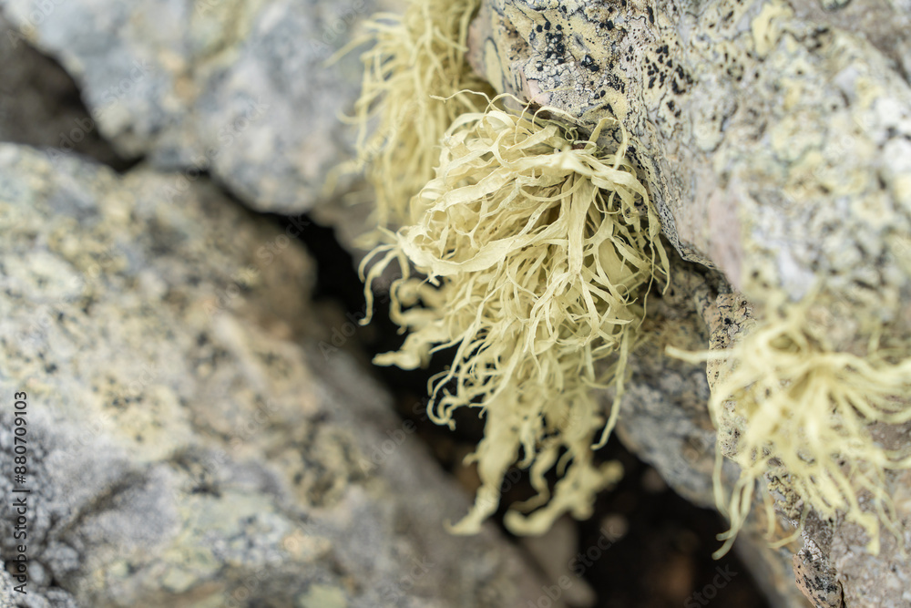 Close Up Lichen Growing on Rock in Port of Stanley Falkland Islands Sea Harbor Town Wetlands Flora Fauna Natural Habitat Ecology Moss Seaweed Environment Close Up Lichen Growing on Rock in Port of Stanley Falkland Islands Sea Harbor Town Wetlands Flora Fauna Natural Habitat Ecology Moss Seaweed Environment
