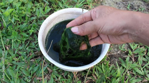 holding water moss in a bowl photo