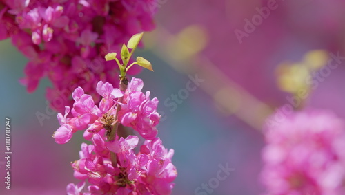 Judas Flower Branches And The Bee Find And Get Nectar. Tree In The Flowering Plant Family Fabaceae. Close up. photo