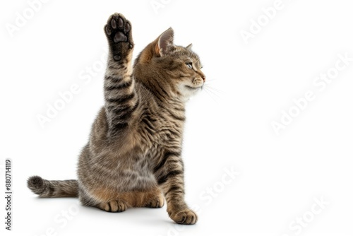 Chubby cat giving high five, looking away, isolated on white background, full body 