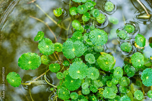 Marsh Pennywort, with its cute little green leaves.