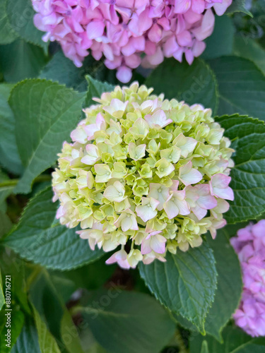 Beautiful hydrangea with inflorescences and green leaves in a Country Cottage Garden. Pink petals hydrangea serrata flower, close up. Selective focus. Background for greeting card.