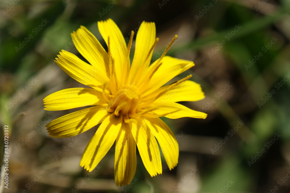 hypochaeris radicata yellow flower on the meadow close-up of green leaves developed hypochaeris radicata yellow flower on the meadow close-up of green leaves developed