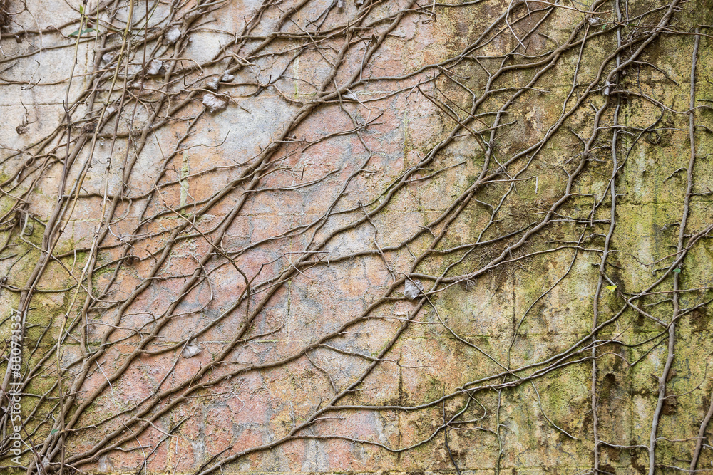 Dry bare ivy stalks covered old stone shabby wall. Background to castles and fortresses. Dry creeping plant on wall. Abstract natural pattern Dry bare ivy stalks covered old stone shabby wall. Background to castles and fortresses. Dry creeping plant on wall. Abstract natural pattern