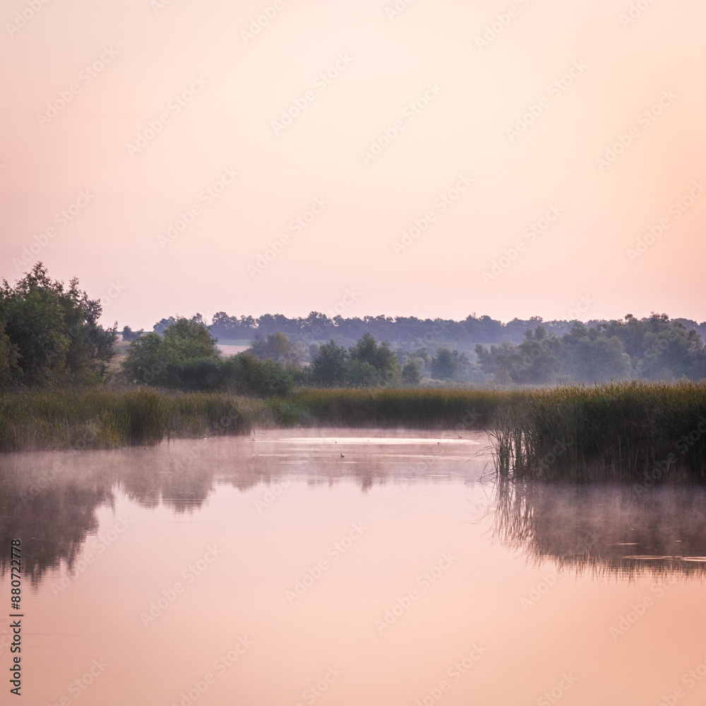 pink misty lake reflecting trees and other plants growing around the lake, with reeds during dawn, against a clear sky pink misty lake reflecting trees and other plants growing around the lake, with reeds during dawn, against a clear sky