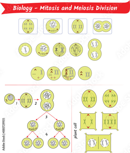 Mitosis and meiosis division, stages, plant cell.