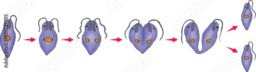 Mitosis and Cell Division in Euglena.