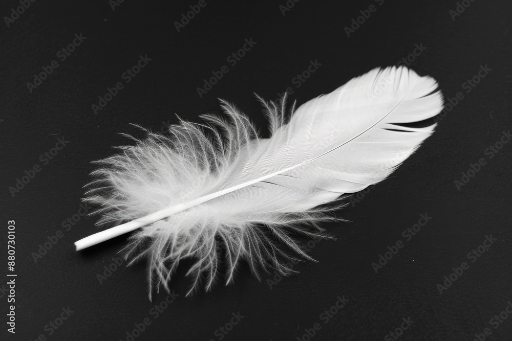 White Feather: A Stunning Isolated Swan Feather in Soft Black Background White Feather: A Stunning Isolated Swan Feather in Soft Black Background