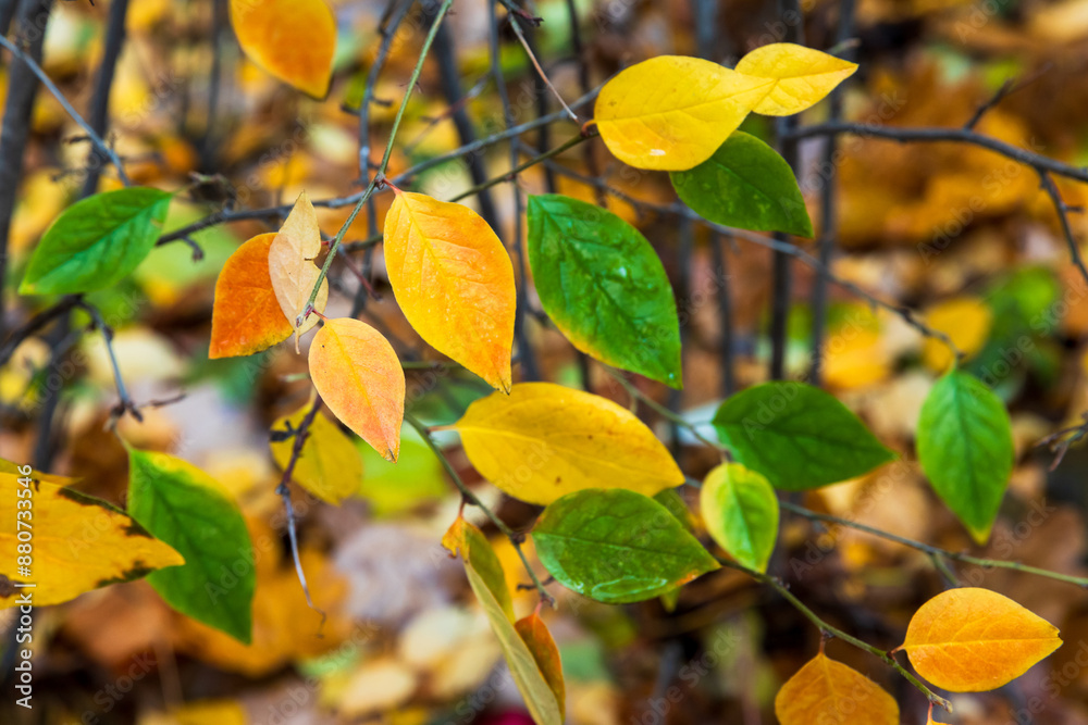 Obraz premium Autumn nature. Colorful leaves over blurred natural background,