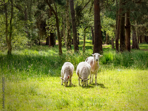 Sheep in a woodland.