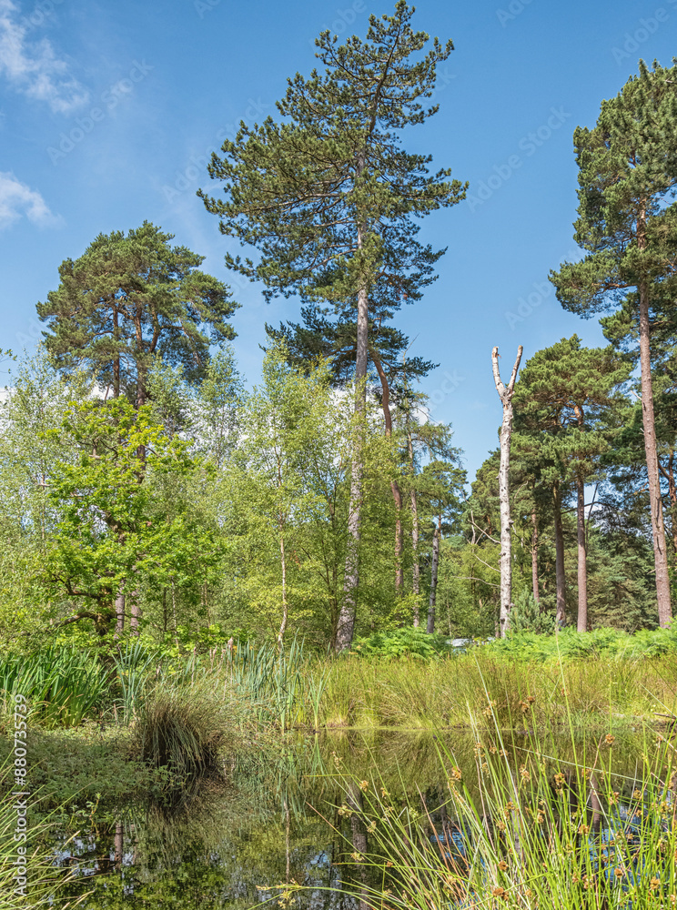 Obraz premium Trees and a water course.
