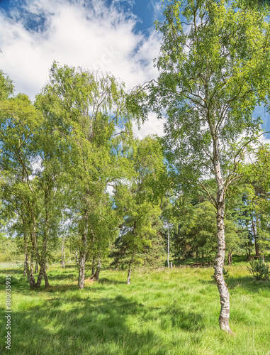 Silver birch tree in woodland.