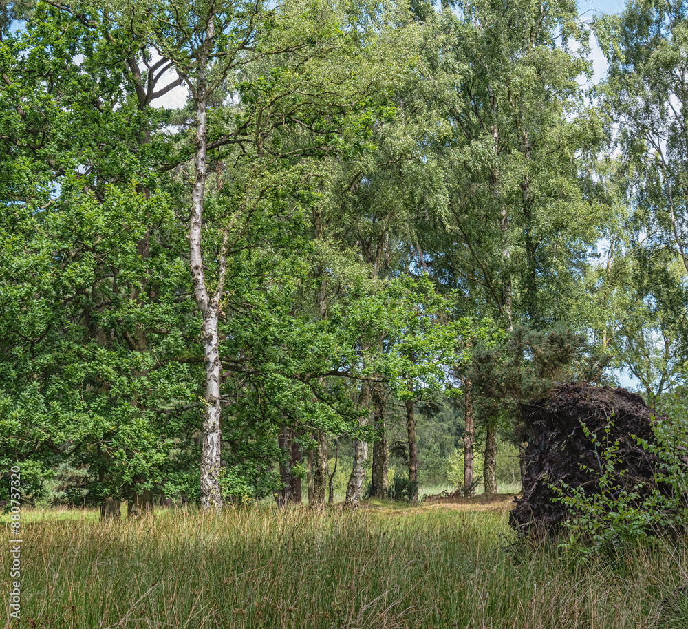 Fototapeta premium Silver birch tree in woodland.