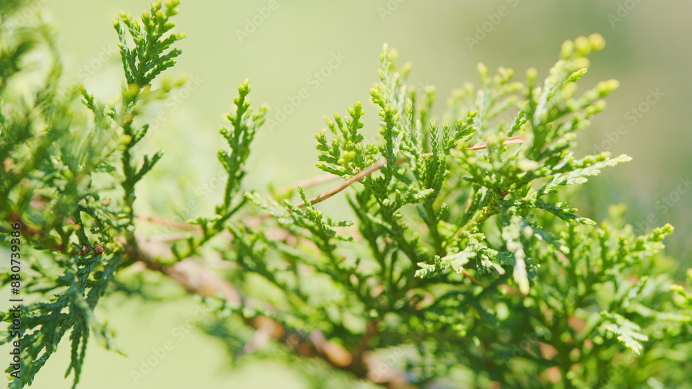 Thuja Leaf Swaying Wind. Popular Ornamental Plant. Evergreen Thuja Sways In The Wind. Rack focus. Thuja Leaf Swaying Wind. Popular Ornamental Plant. Evergreen Thuja Sways In The Wind. Rack focus.