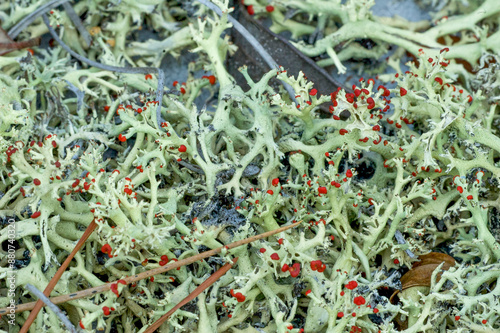 A close-up of Cladonia perforata, a rare species of lichen endemic to specific scrub habitats in Florida. The identifying perforations in the branches are visible in the photo. photo