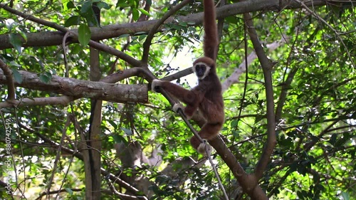 Langur on a branch in the forest. Nature. Langur is a special protected wildlife. At present, the population is starting to decrease. Due to having no place to live