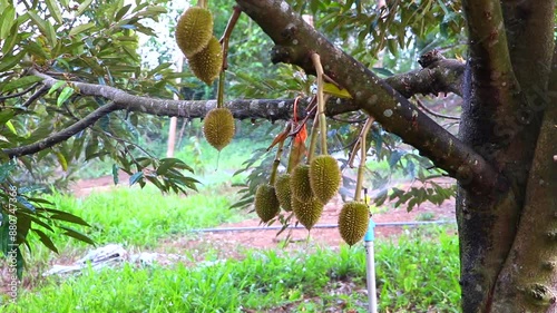 Durian orchard is adding moisture, water system, durian production, tropical plants.