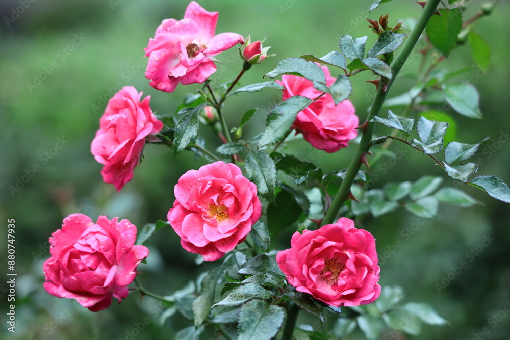 花の女王