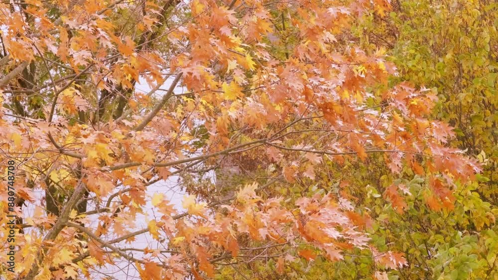 magical autumn landscape unfolds with yellow and orange leaves of swamp oak swaying in wind, detaching from branches and gracefully descending, seasonal transitions magical autumn landscape unfolds with yellow and orange leaves of swamp oak swaying in wind, detaching from branches and gracefully descending, seasonal transitions
