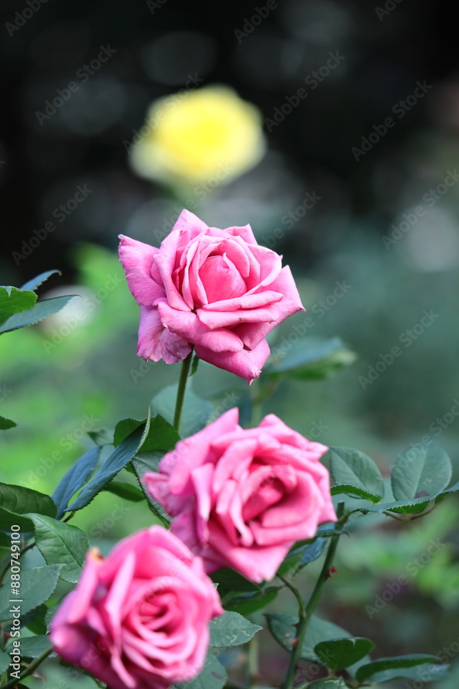 花の女王