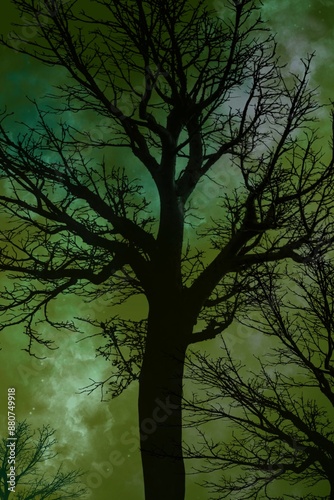tree in the fog