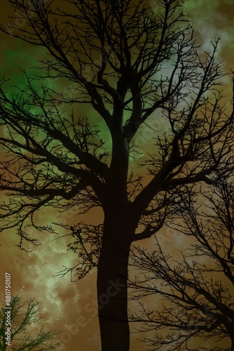 tree in the night