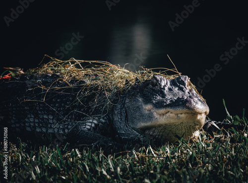 South Carolina alligator