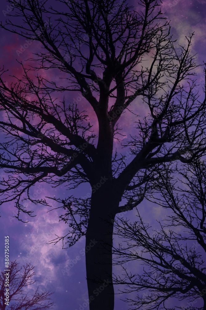 tree in night tree in night