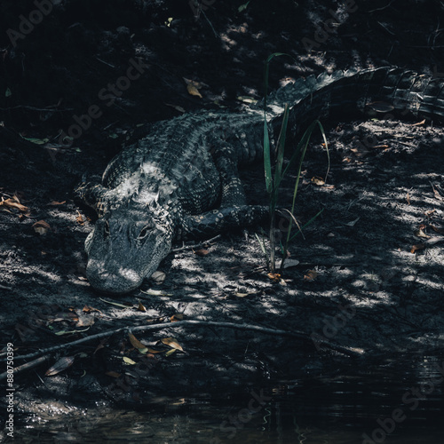 South Carolina alligator