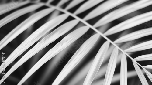 Palm leaf in black and white