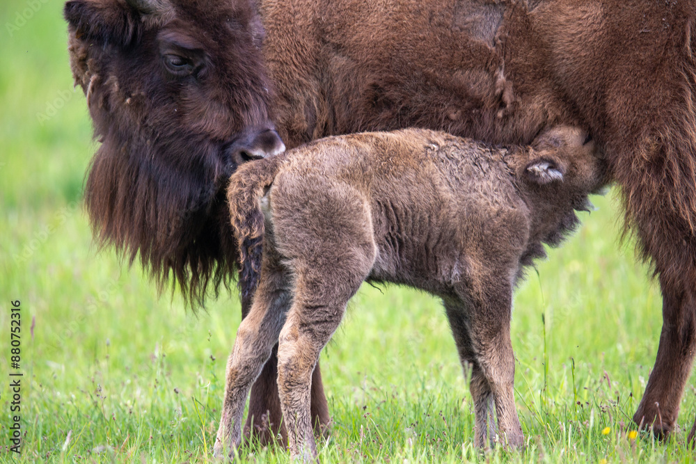 Fototapeta premium Wisent im Wildpark Schorfheide
