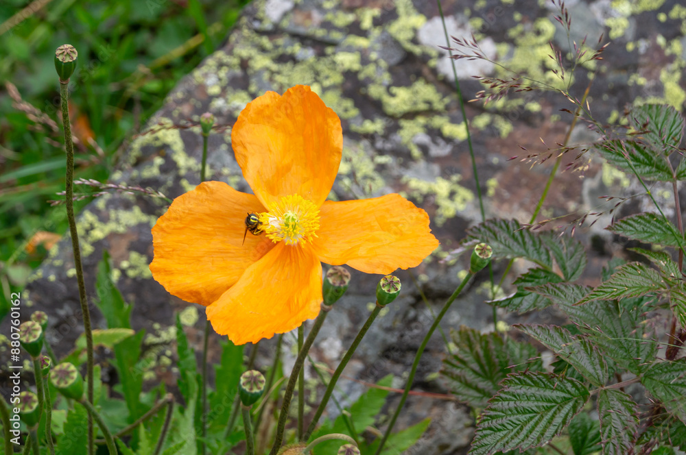 A wasp on a yellow flower. Insects in the summer. Flowers in the meadow. Yellow flower on a stone background A wasp on a yellow flower. Insects in the summer. Flowers in the meadow. Yellow flower on a stone background