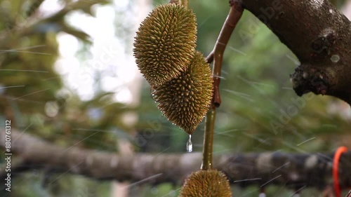 Durian orchard is adding moisture, water system, durian production, tropical plants.