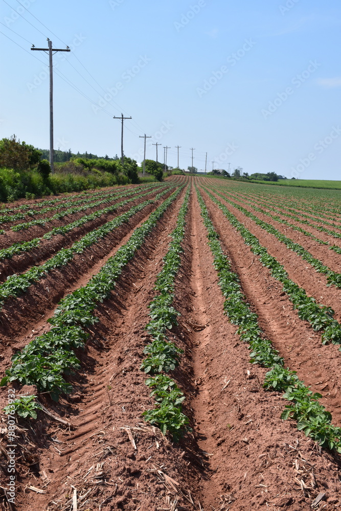 Obraz premium A potato field, Prince Edward Island, Canada