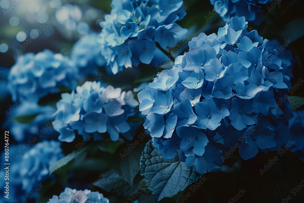 beautiful blue hydrangea flowers in the garden beautiful blue hydrangea flowers in the garden