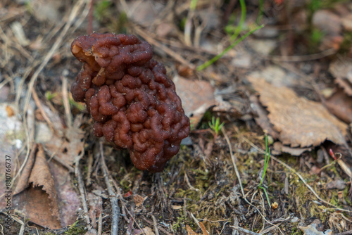 mushroom on the ground. Sand morel (Gyromitra esculenta)