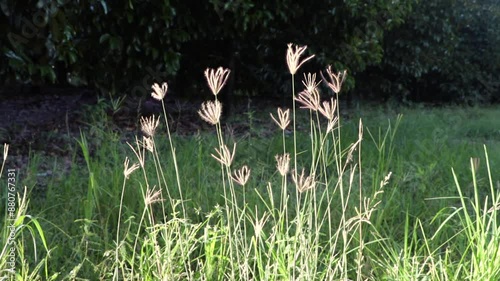 Grass flowers flutter in the wind. In a beautiful natural garden, accompanying video / accompanying footage
