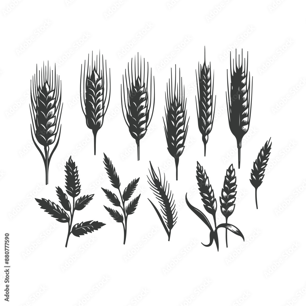 Set of minimalistic flat design wheat silhouettes. Hand drawn vector illustration ,Vector silhouette of wheat. Silhouette. Wheat in the field on a white background. Set of minimalistic flat design wheat silhouettes. Hand drawn vector illustration ,Vector silhouette of wheat. Silhouette. Wheat in the field on a white background.
