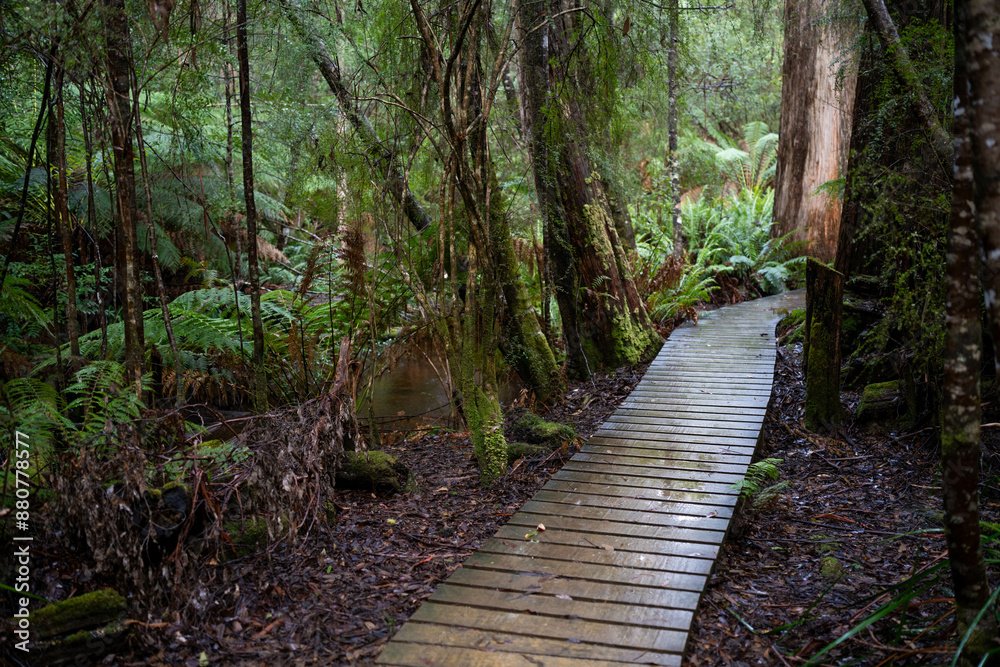 toddler hiking in the forest in winter wearing a beanie, walking on a trail in the australian bush. child exploring in nature and studying the environment and learning while exploring toddler hiking in the forest in winter wearing a beanie, walking on a trail in the australian bush. child exploring in nature and studying the environment and learning while exploring