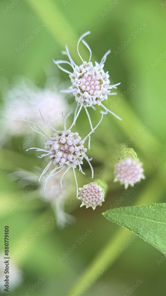 Fhoto of Gynura crepidioides also called ebolo flower Fhoto of Gynura crepidioides also called ebolo flower