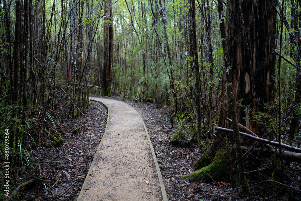 Obraz premium toddler hiking in the forest in winter wearing a beanie, walking on a trail in the australian bush. child exploring in nature and studying the environment and learning while exploring