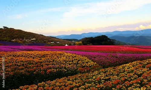 Panoramic Flower Gardens Shikisai hill in Biei photo