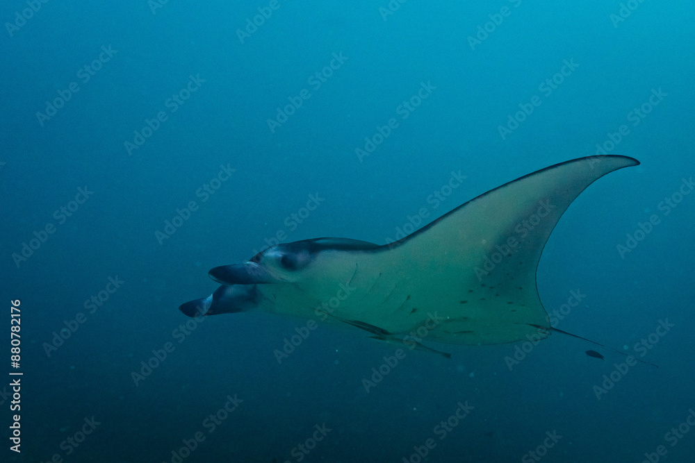 Naklejka premium Maldives 2023