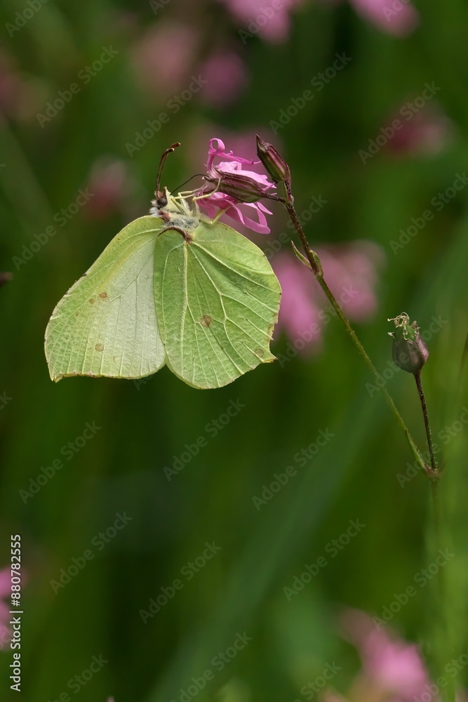 Close-up vertical shot of a Brimstone butterfly feeding from a pink flower against blur background