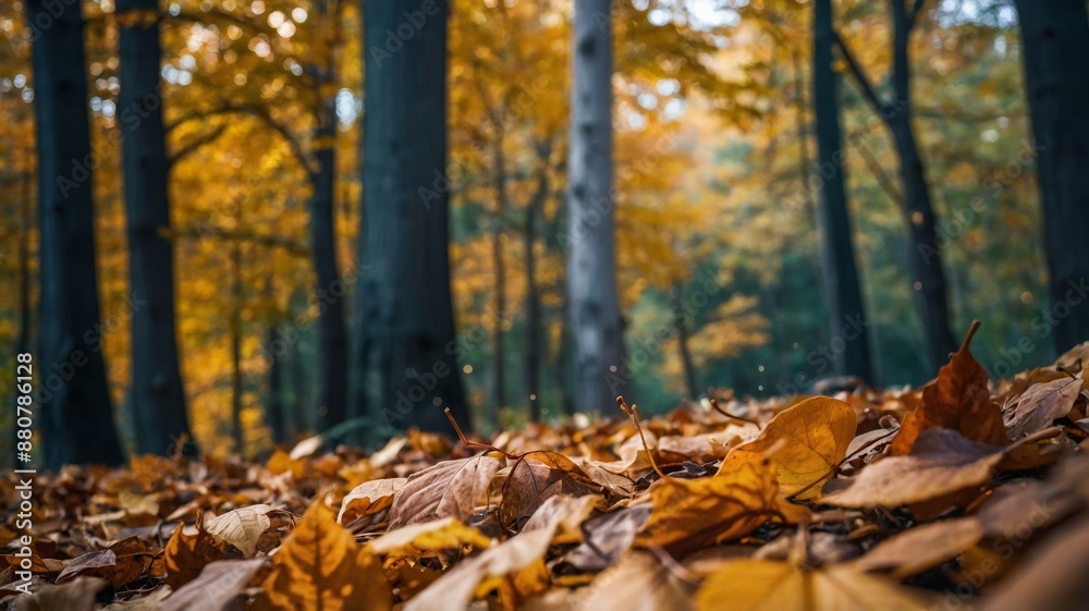 Beautiful landscape with autumn leaves on the ground, forest in the background. Beautiful landscape with autumn leaves on the ground, forest in the background.